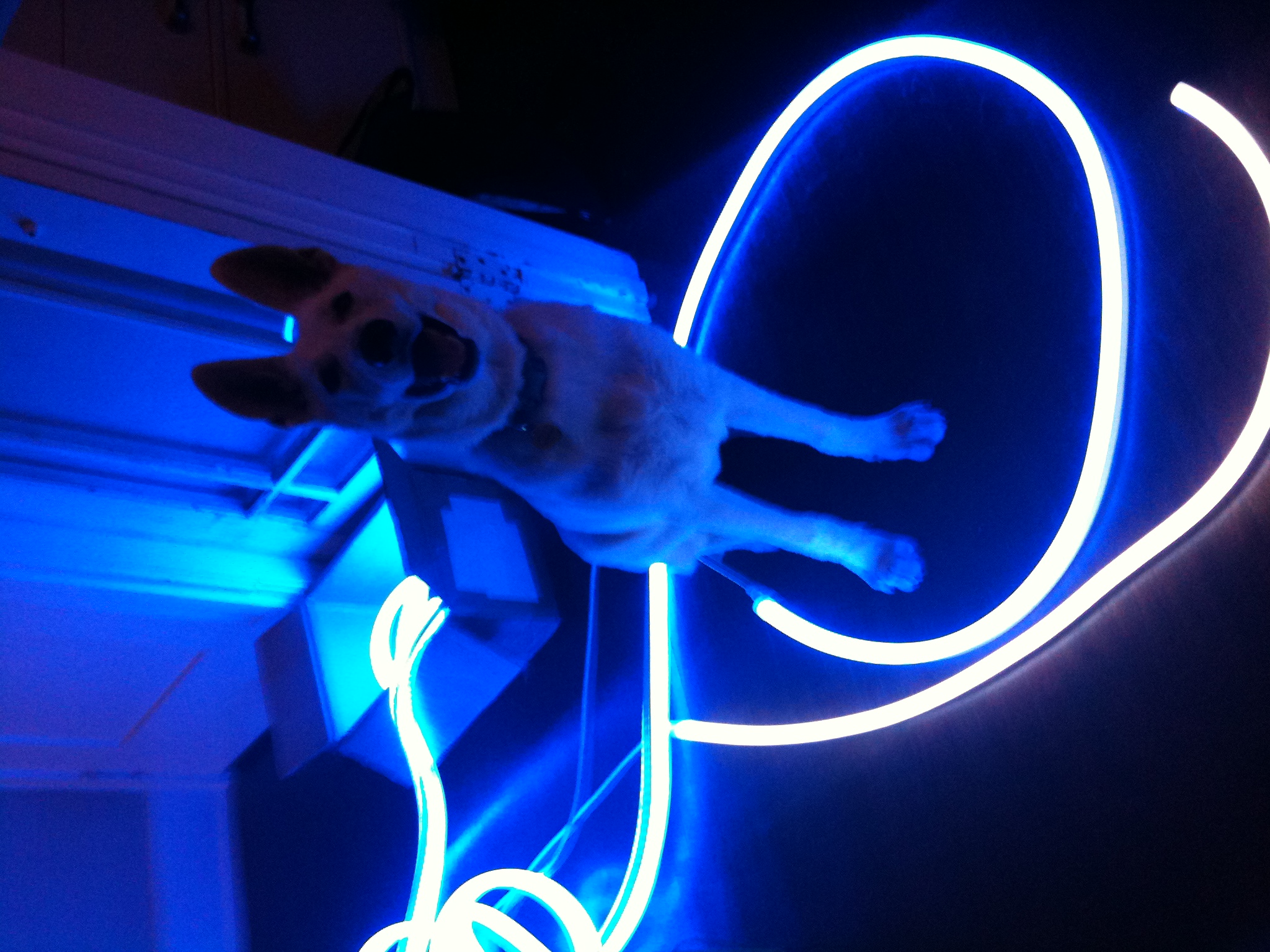 Blue neon dog